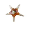 Viz Glass 7842BIR Tropical Starfish Wall Art