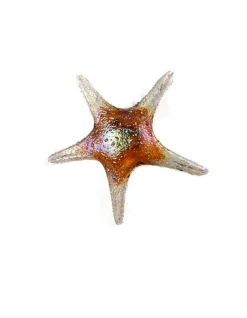 Viz Glass 7842BIR Tropical Starfish Wall Art
