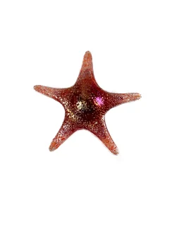 Viz Glass 7840BIR Tropical Starfish Wall Art