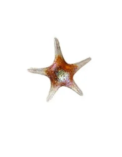 Viz Glass 7842SIR Tropical Starfish Wall Art