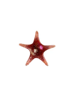 Viz Glass 7840SIR Tropical Starfish Wall Art